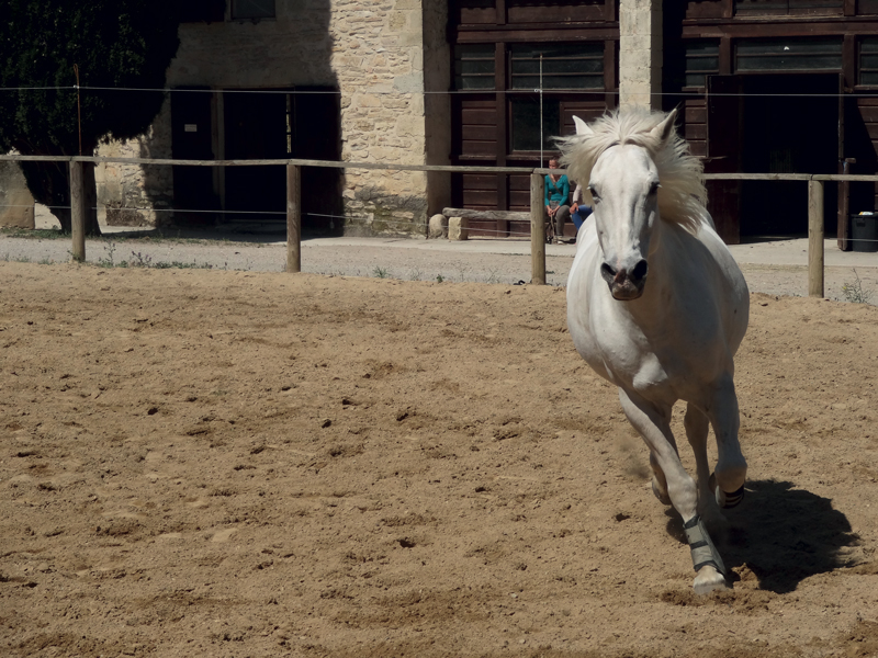 lycée agricole cheval vestric